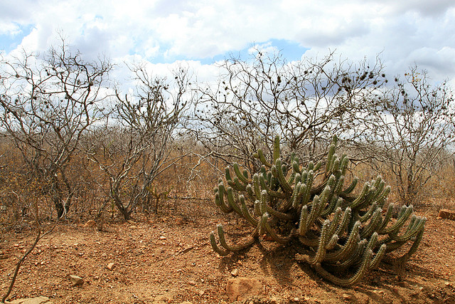 Dry landscape with leafless trees and a large cactus growing on rocky, reddish soil under a partly cloudy sky.