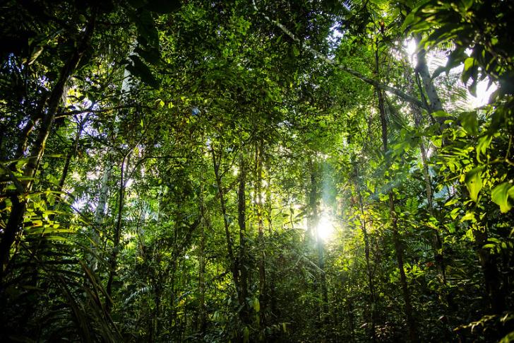 Image "Amazon Forest" by Joseph King used under CC BY-NC 2.0 license (https://flic.kr/p/fMU3Dj)