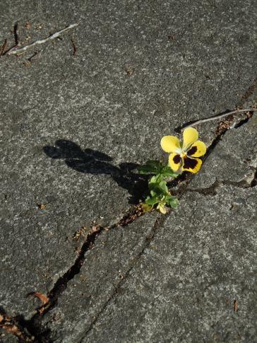 "When a flower doesn't bloom, you fix the environment in which it grows, not the flower" - Alexander Den Heijer
