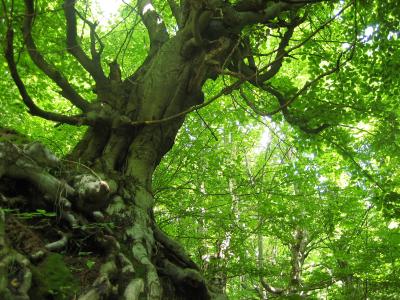  image linking to Fighting illegal logging in Bulgaria's forests 