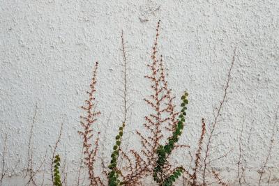 Plants climbing up a white wall. Photo by Wengang Zhai on Unsplash image linking to Global aid in crisis: Can we find sustainability in a precarious funding climate? 